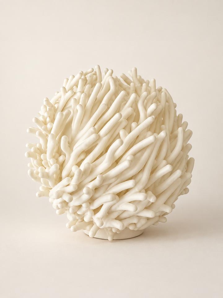 Coralia — vue studio